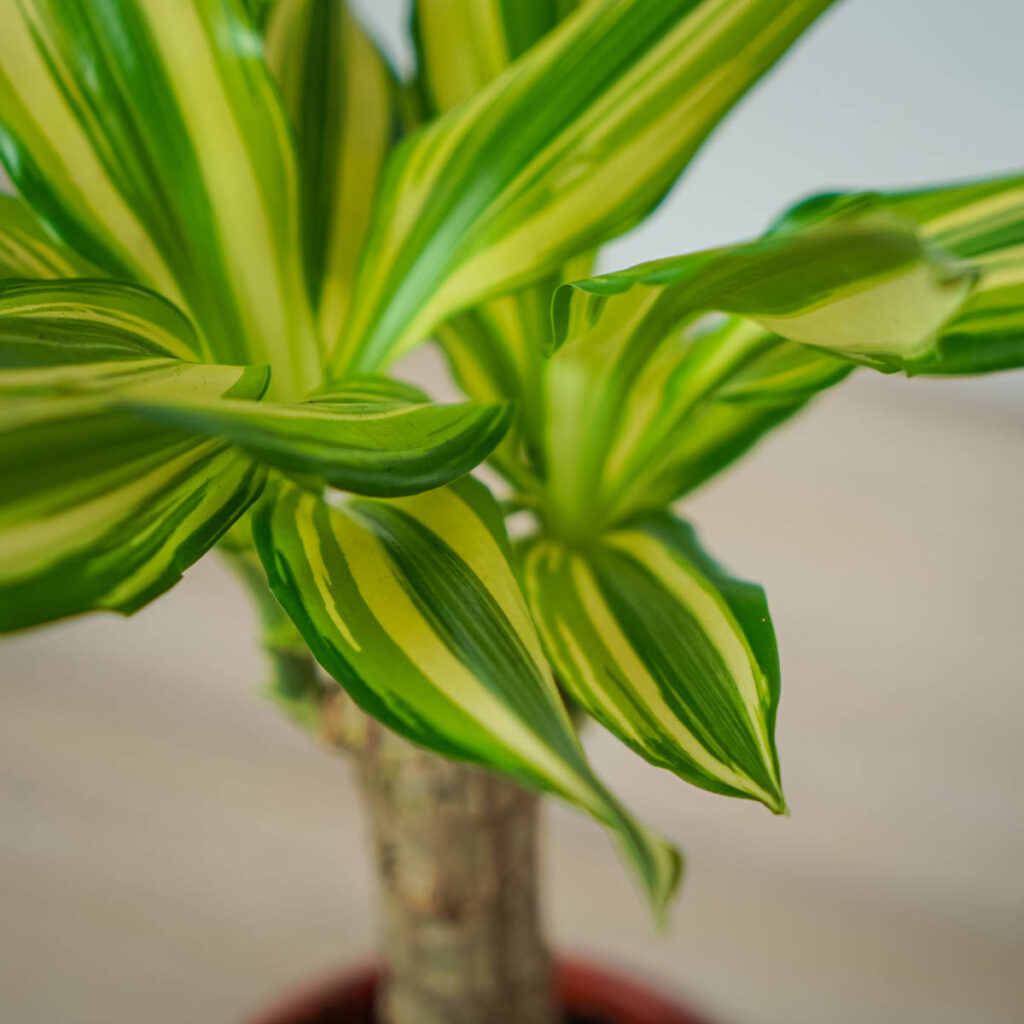 Dracena Fragrans Yellow Coast Dracaena Ma A Szklarnia