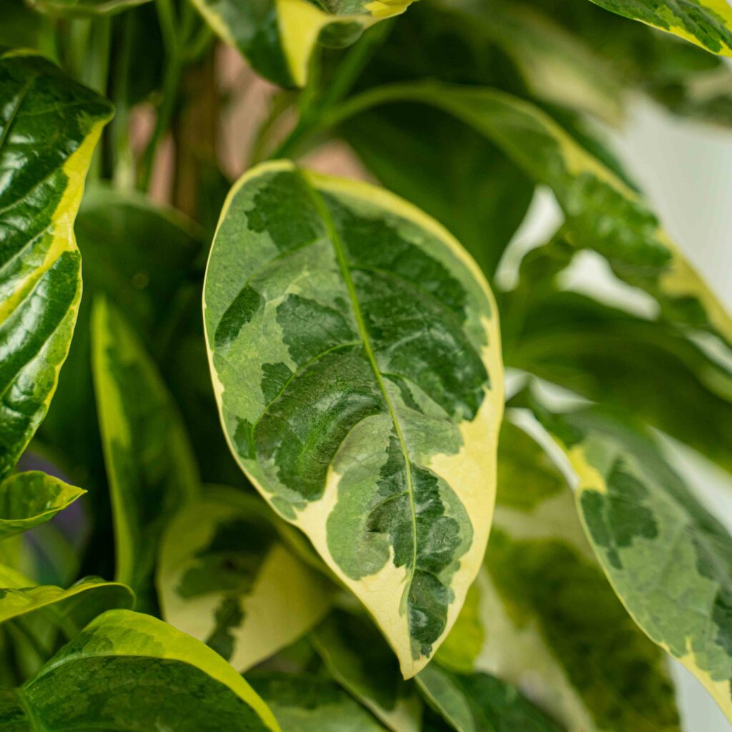 Pseuderanthemum Atropurpureum Variegata Ma A Szklarnia