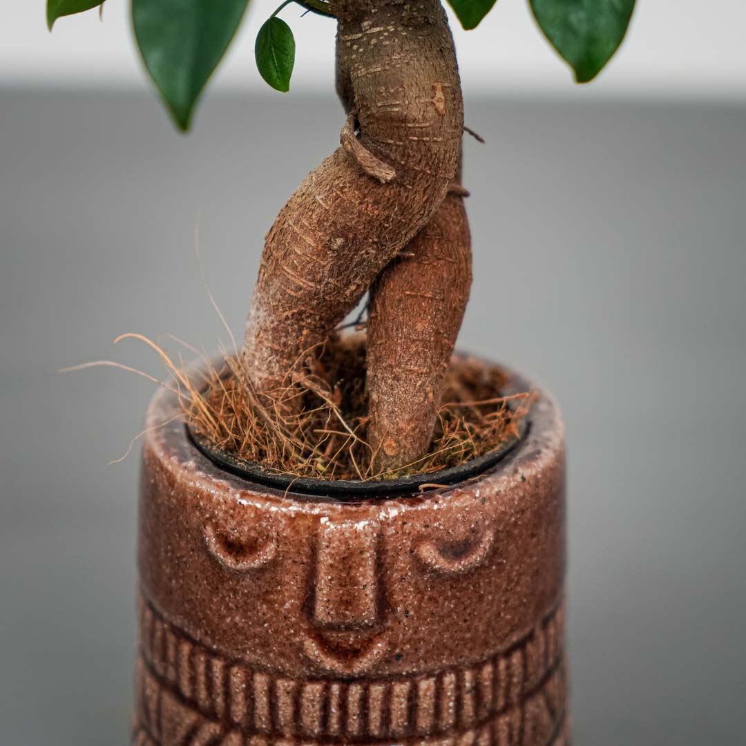 Fikus microcarpa ginseng baby ficus Mała Szklarnia