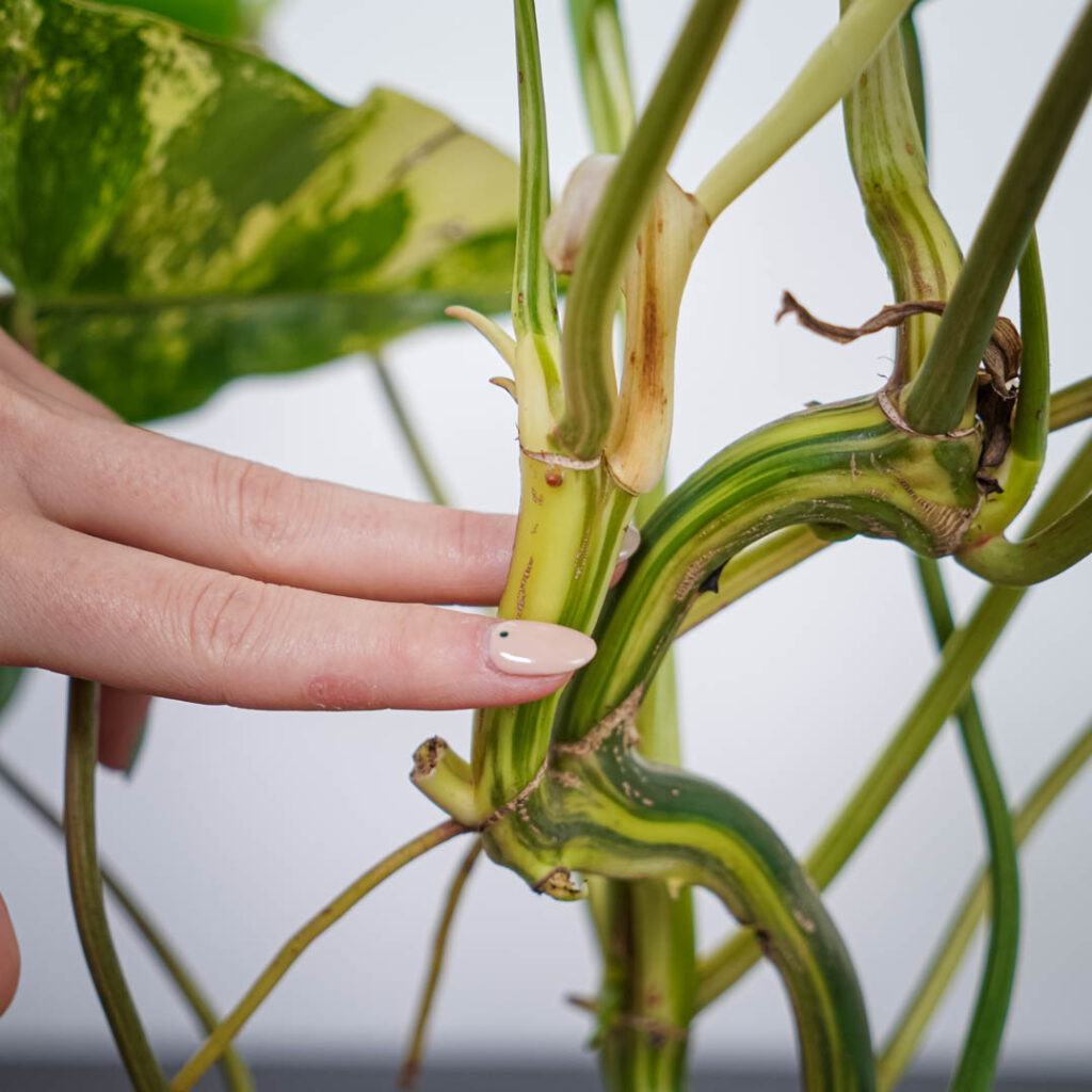 Philodendron Burle Marx Variegata Sadzonka Ma A Szklarnia