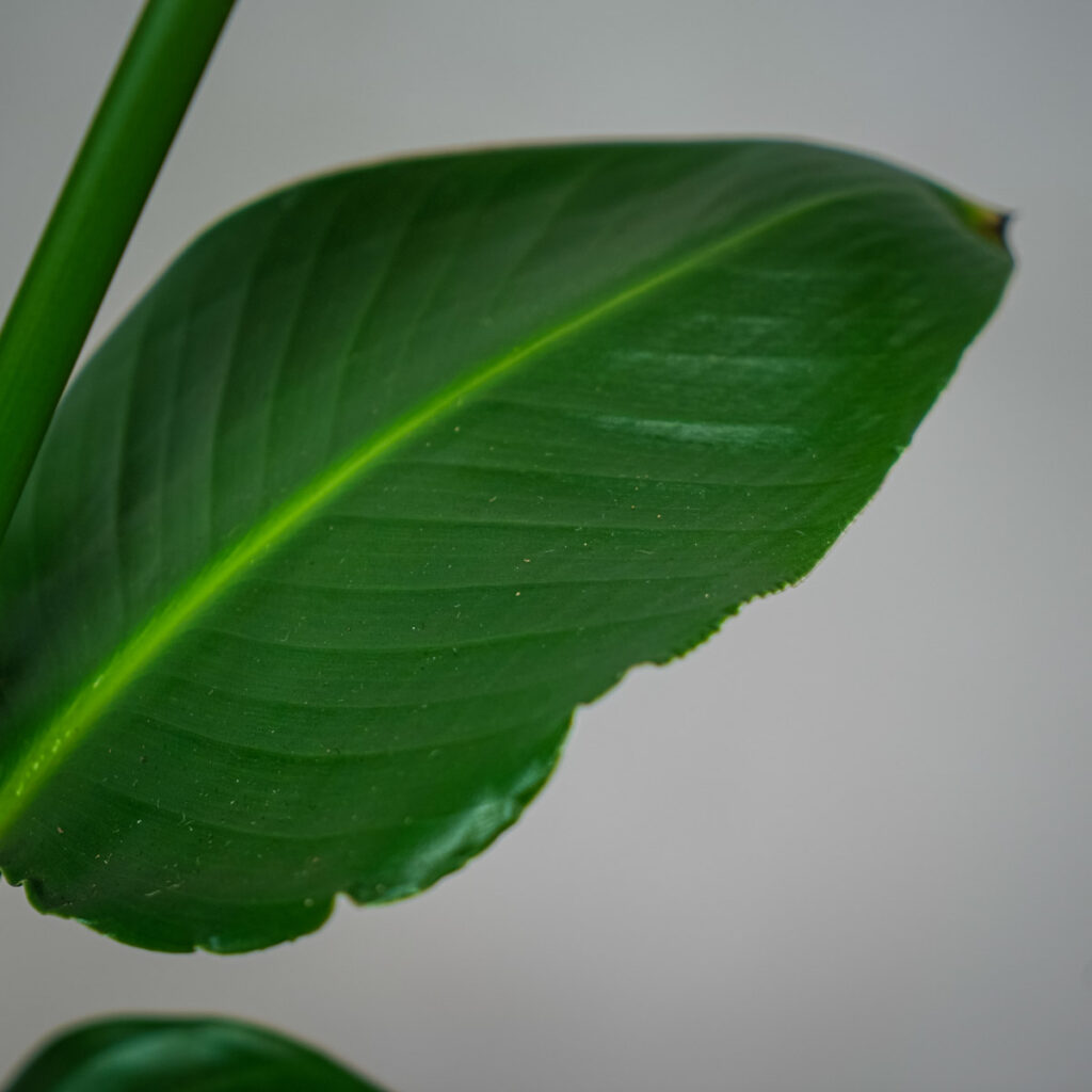 Strelicja biała strelitzia nicolai gigant Mała Szklarnia