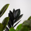 zamioculcas-raven-zamiokulkas