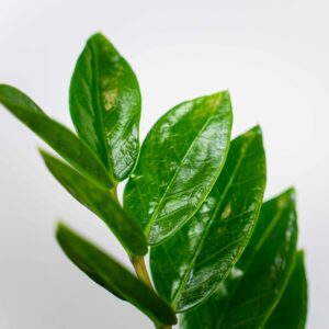 zamioculcas-zamiifolia-zamiokulkas