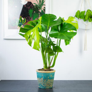 monstera-deliciosa