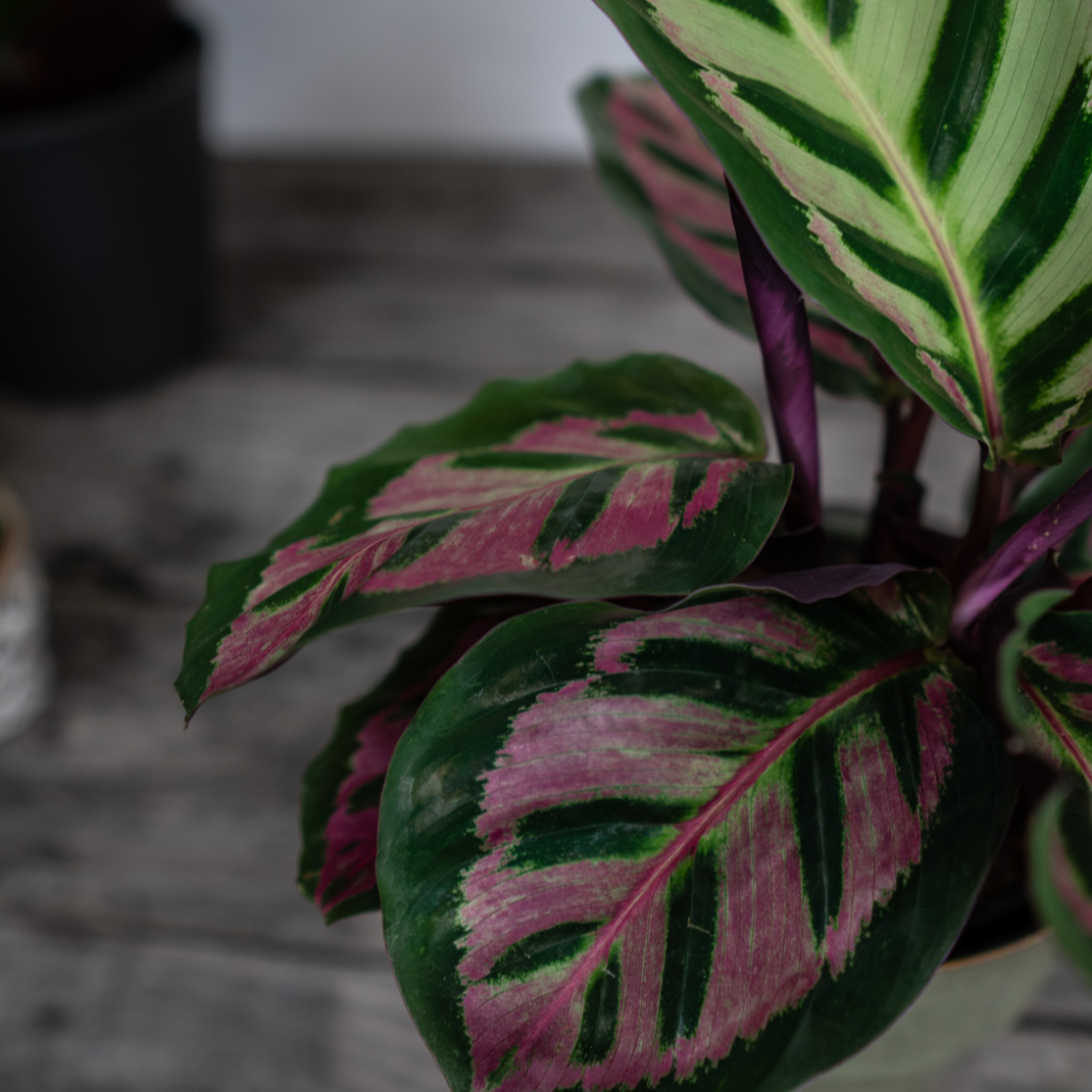  Calathea  roseopicta  cora Maa Szklarnia