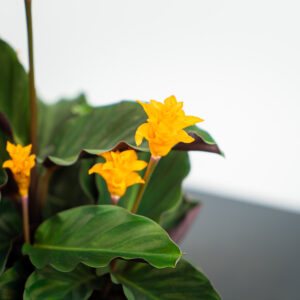 calathea-crocata