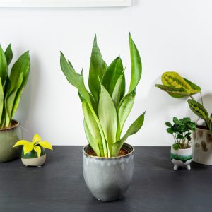 растения для офиса 