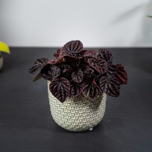 peperomia-schumi-red