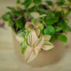 trzykrotka-tradescantia-fluminensis-tricolor