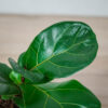 fikus-lyrata-ficus
