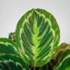 calathea-medallion
