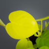 philodendron-scandens-lemon-lime