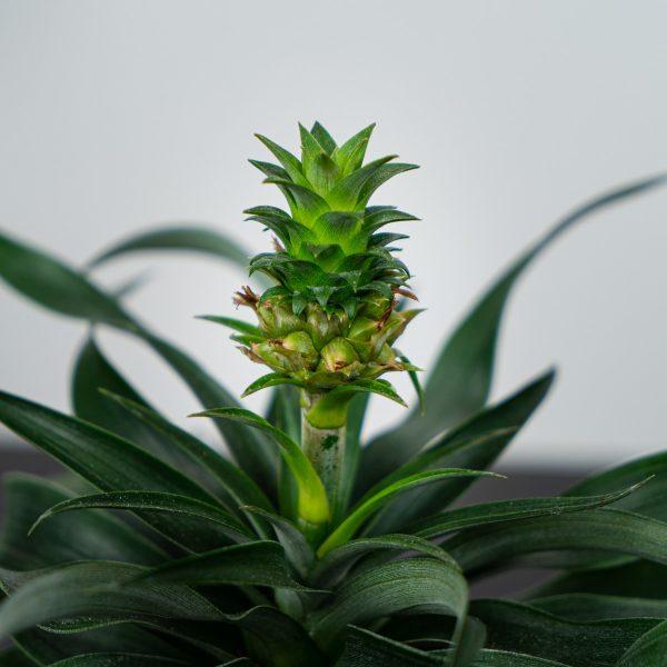 ananas-champaca