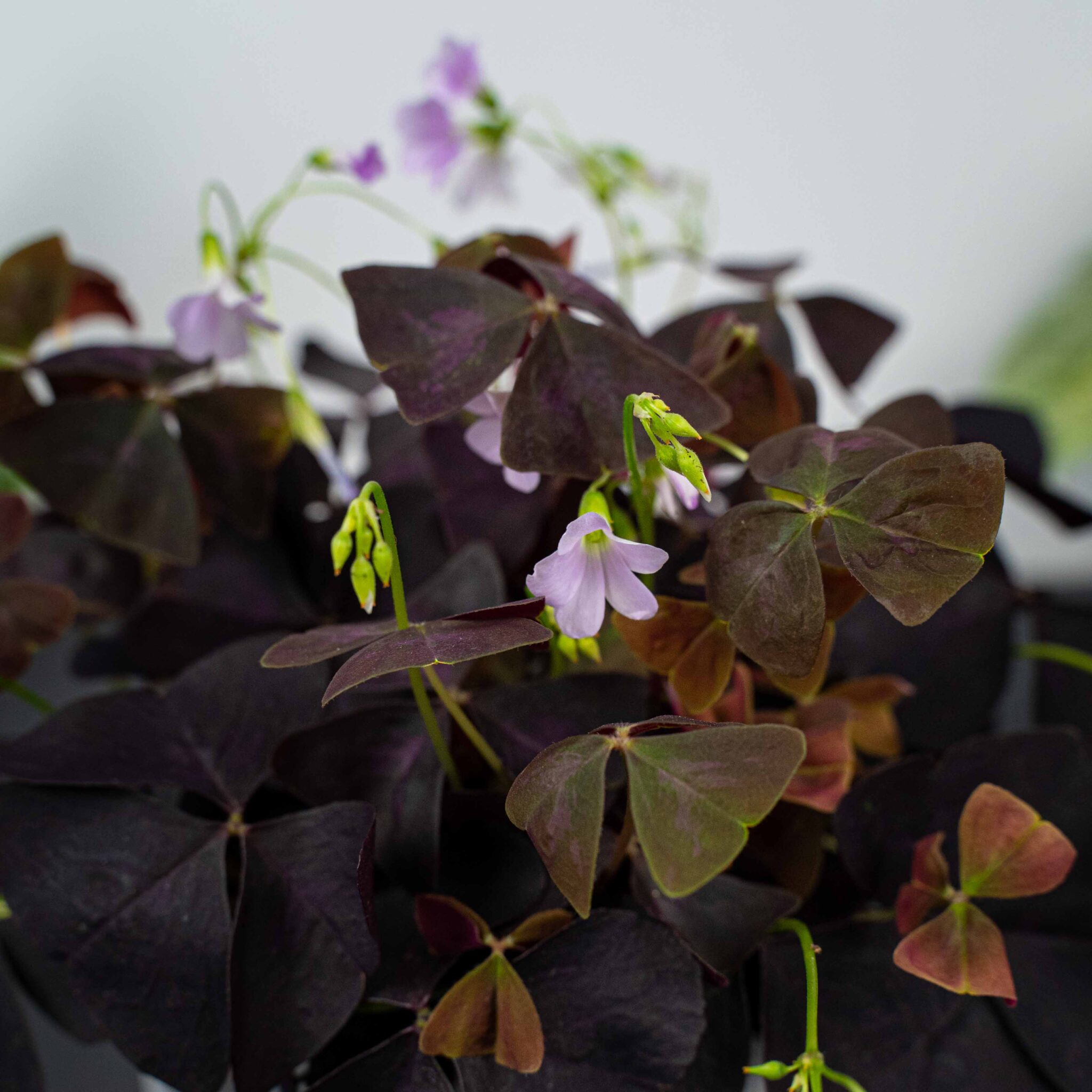 Oxalis triangularis fiche technique