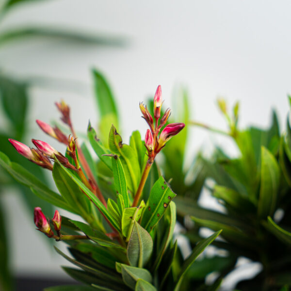 oleander-nerium