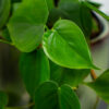 philodendron-scandens