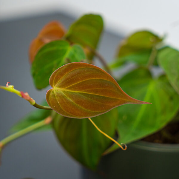 philodendron-micans