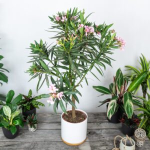 oleander-drzewko-nowe