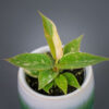 philodendron-ring-of-fire-baby
