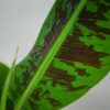 bananowiec-musa-dwarf-cavendish