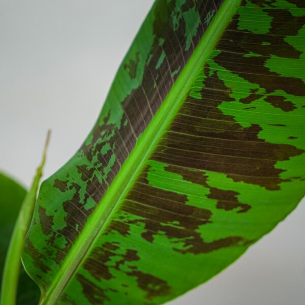 bananowiec-musa-dwarf-cavendish