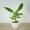 bananowiec-musa-dwarf-cavendish