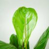 fikus-lyrata-ficus