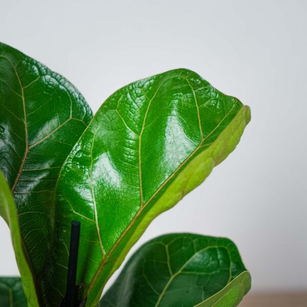 fikus-lyrata-ficus