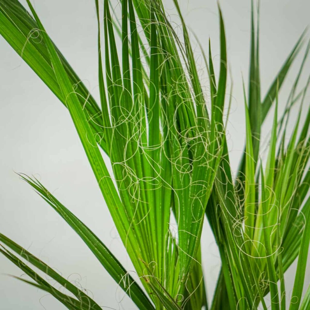 Palma waszyngtonia nitkowata (washingtonia filifera) Mała Szklarnia