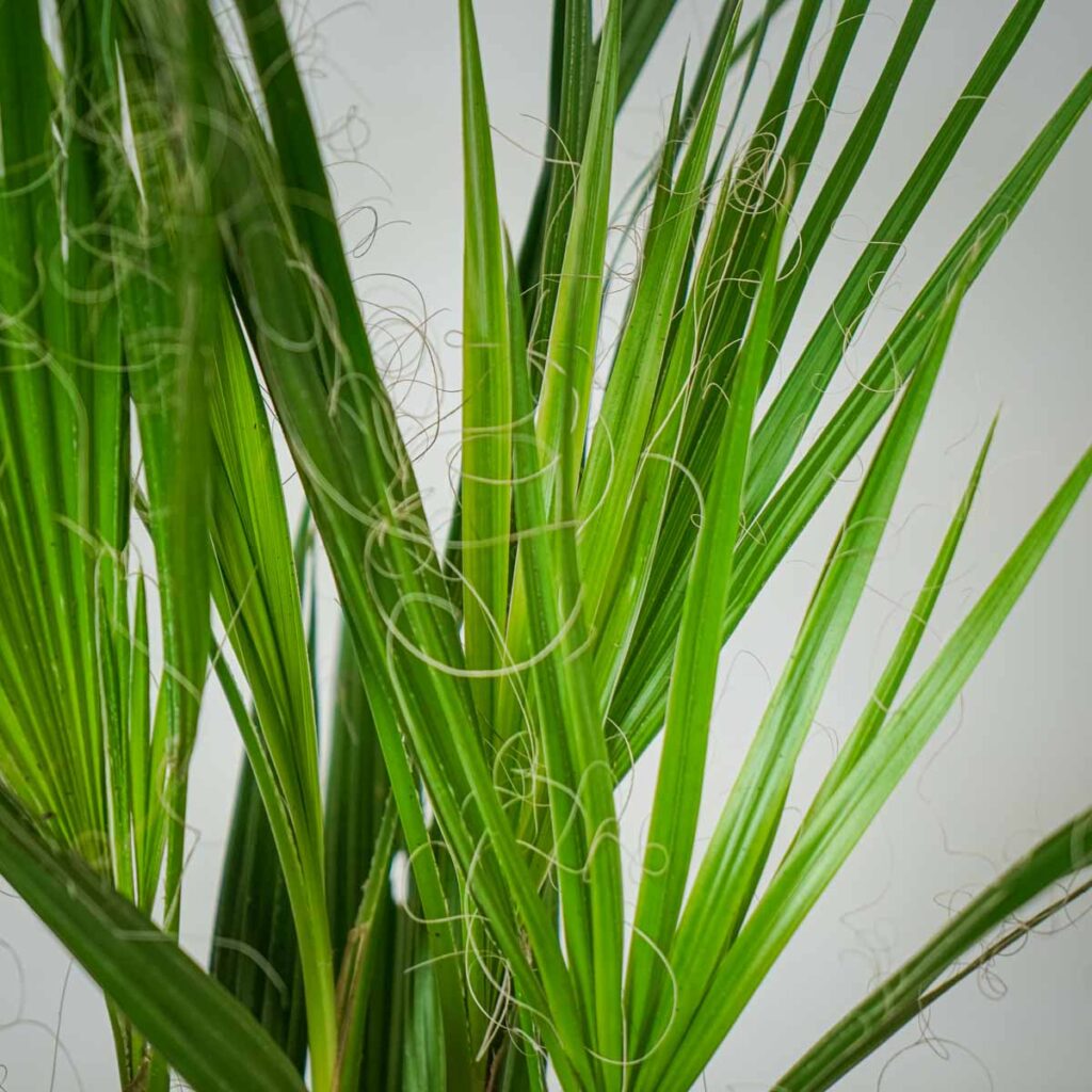 Palma waszyngtonia nitkowata (washingtonia filifera) Mała Szklarnia