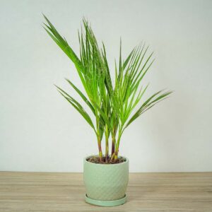palma-waszyngtonia-nitkowata-washingtonia-filifera