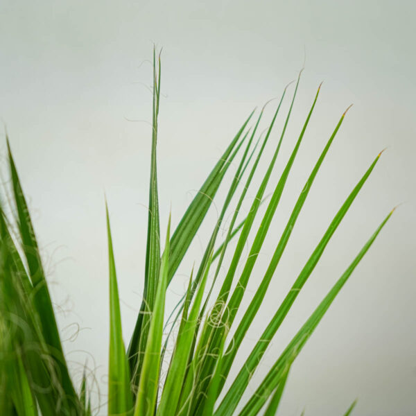 palma-waszyngtonia-nitkowata-washingtonia-filifera (4) palma-waszyngtonia-nitkowata-washingtonia-filifera