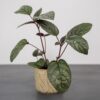 czerwony-bluszcz-hemigraphis-alternata