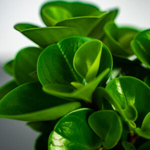peperomia-green-gold