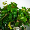 cissus-rombolistny-ellen-danica-cissus-rhombifolia