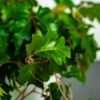 cissus-rombolistny-ellen-danica-cissus-rhombifolia