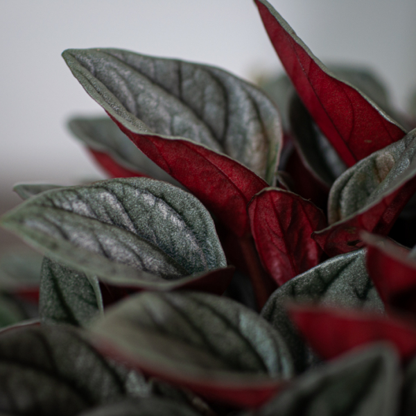 peperomia-santorini