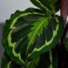 calathea-medallion
