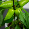 pepper-capsicum-annuum-papryczka
