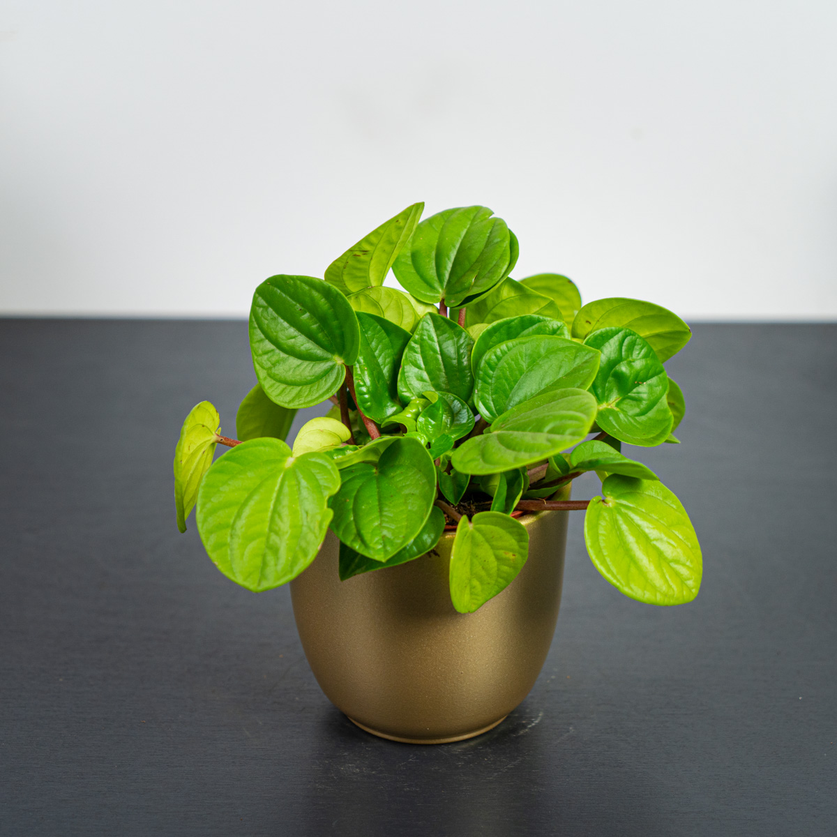 Peperomia Rana Verde Variegata