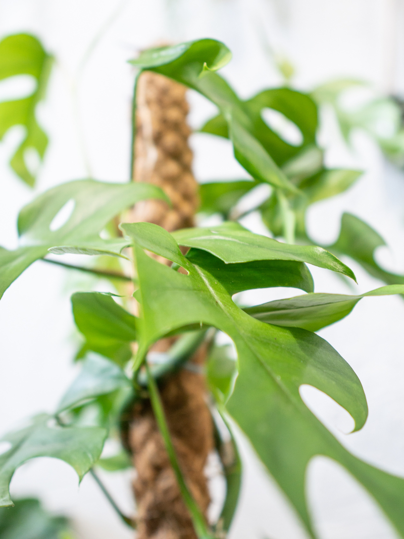  Monstera  minima  na paliku monstera  piccolo Maa Szklarnia