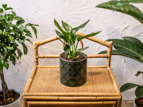 oslonka-zielona-fala oslonka-zielona-fala