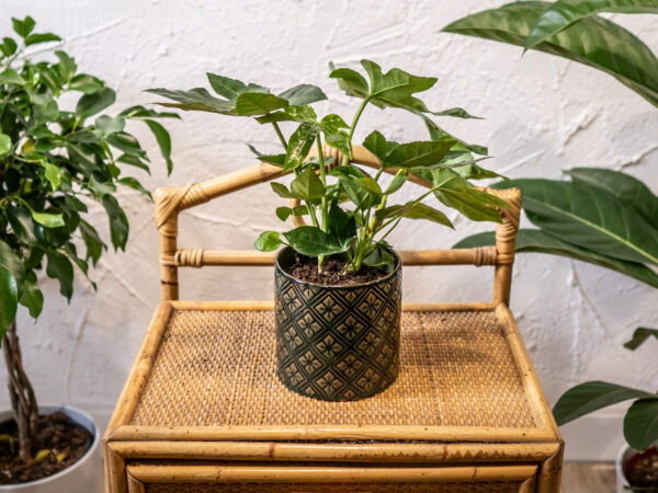 DSC09117 oslonka-zielona-kokardki