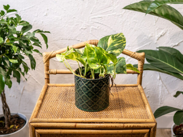 epi-zlociste epi-zlociste