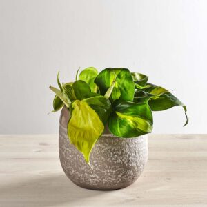 Philodendron scandens brasil