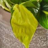 szkalrnia1k_0164_0417SZKLARNIA 164