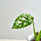 szkalrnia1k_0164_0423SZKLARNIA 13