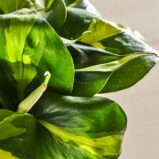 szkalrnia1k_0165_0417SZKLARNIA 165