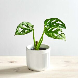 Monstera monkey mask baby