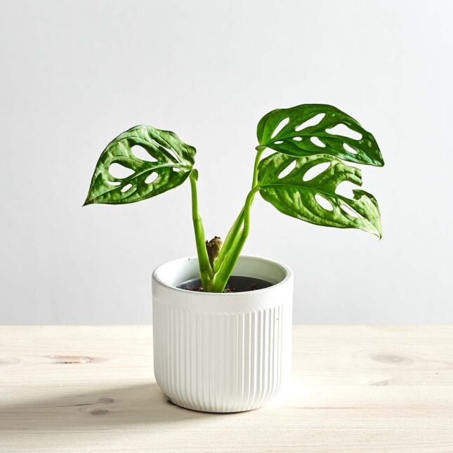 Monstera monkey mask baby